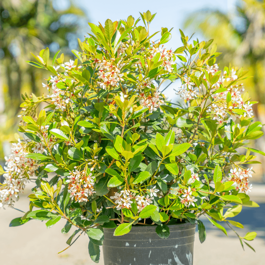 Indian Hawthorn