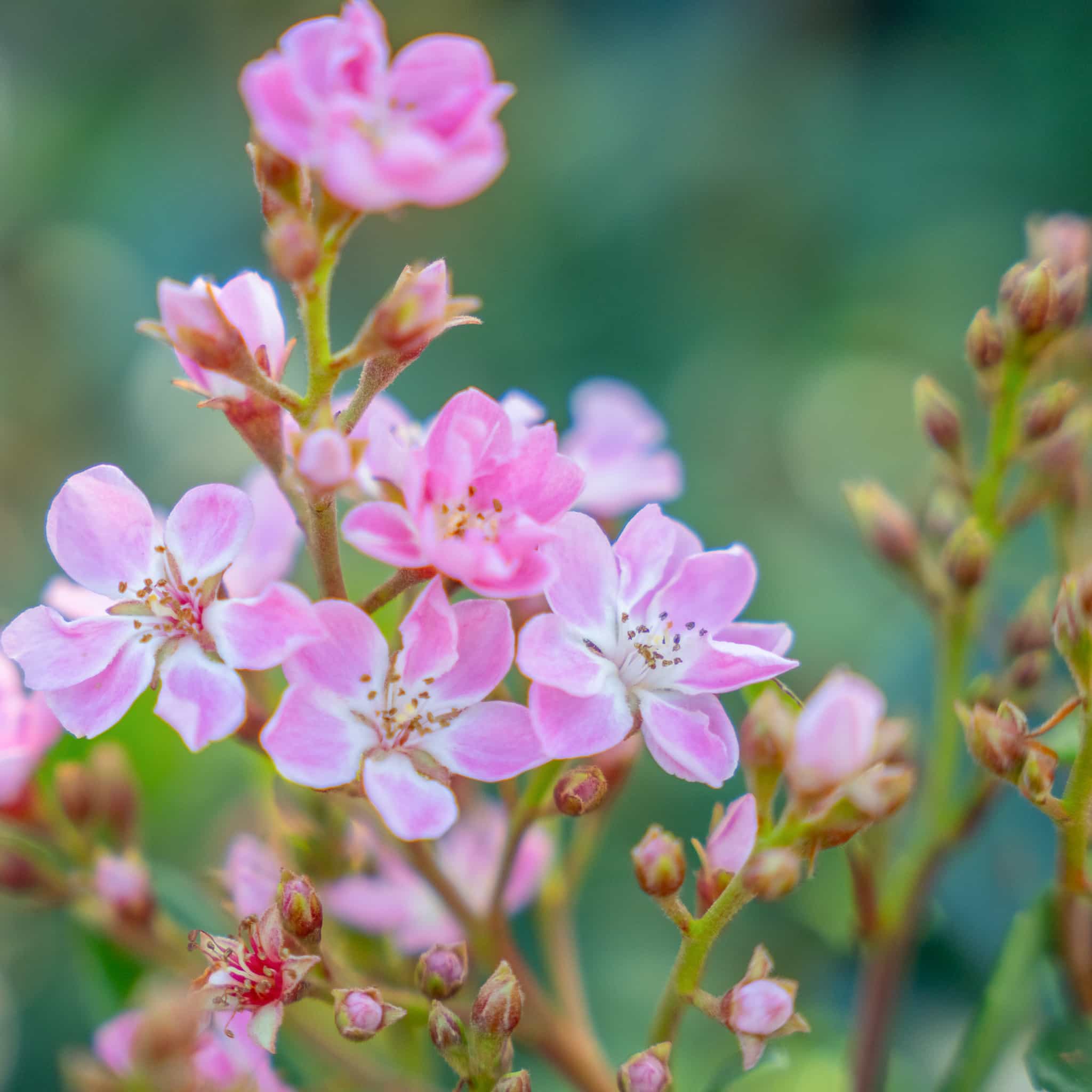 Indian Hawthorn