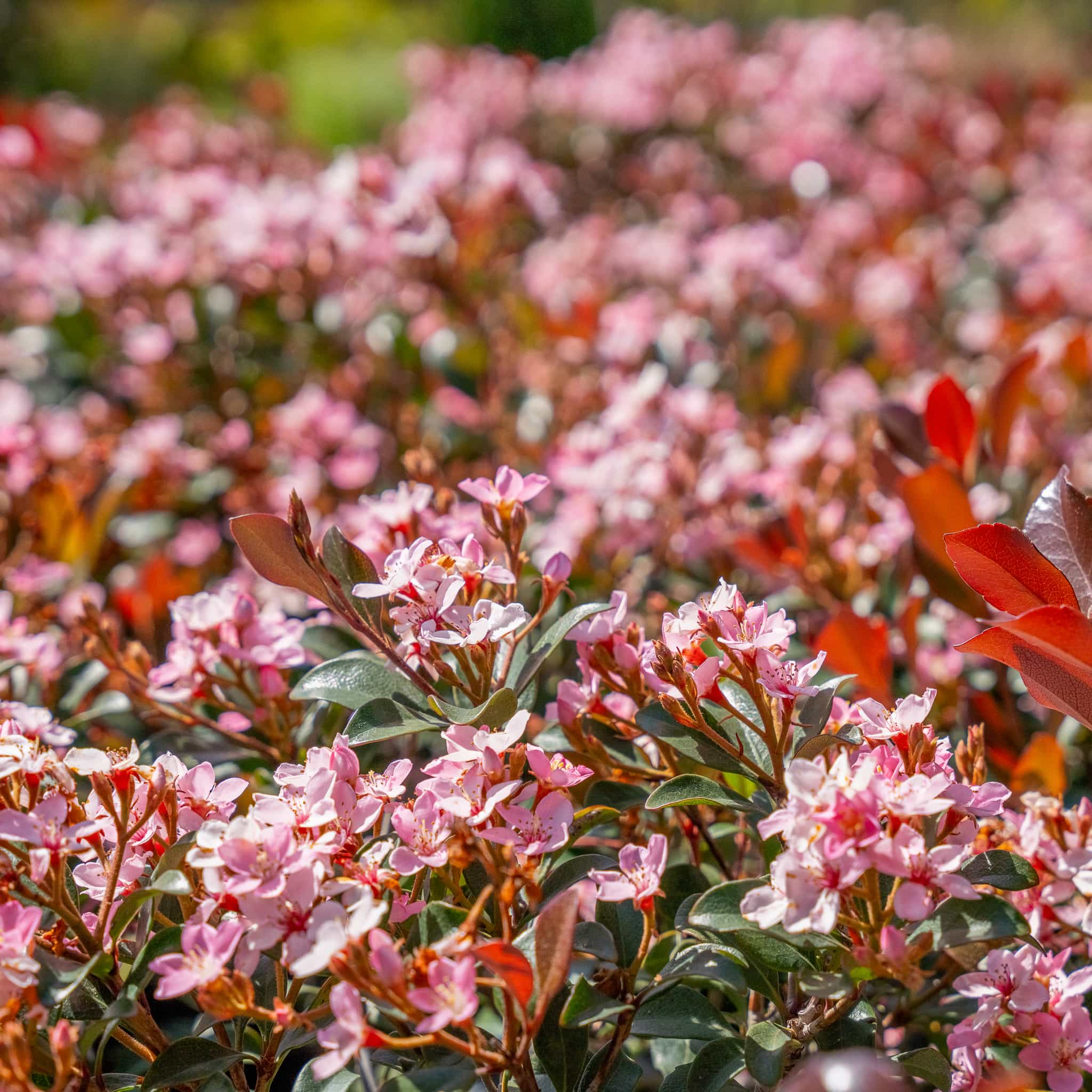 Indian Hawthorn