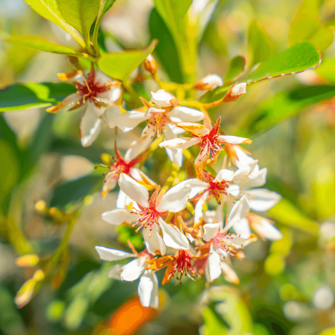 Indian Hawthorn Flowers