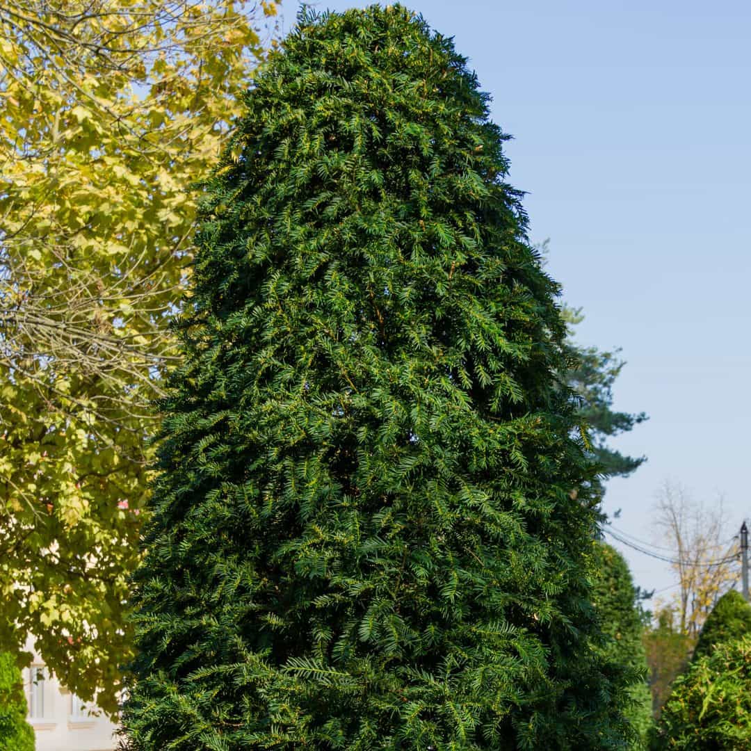 Dense Green Irish Yew Planted 