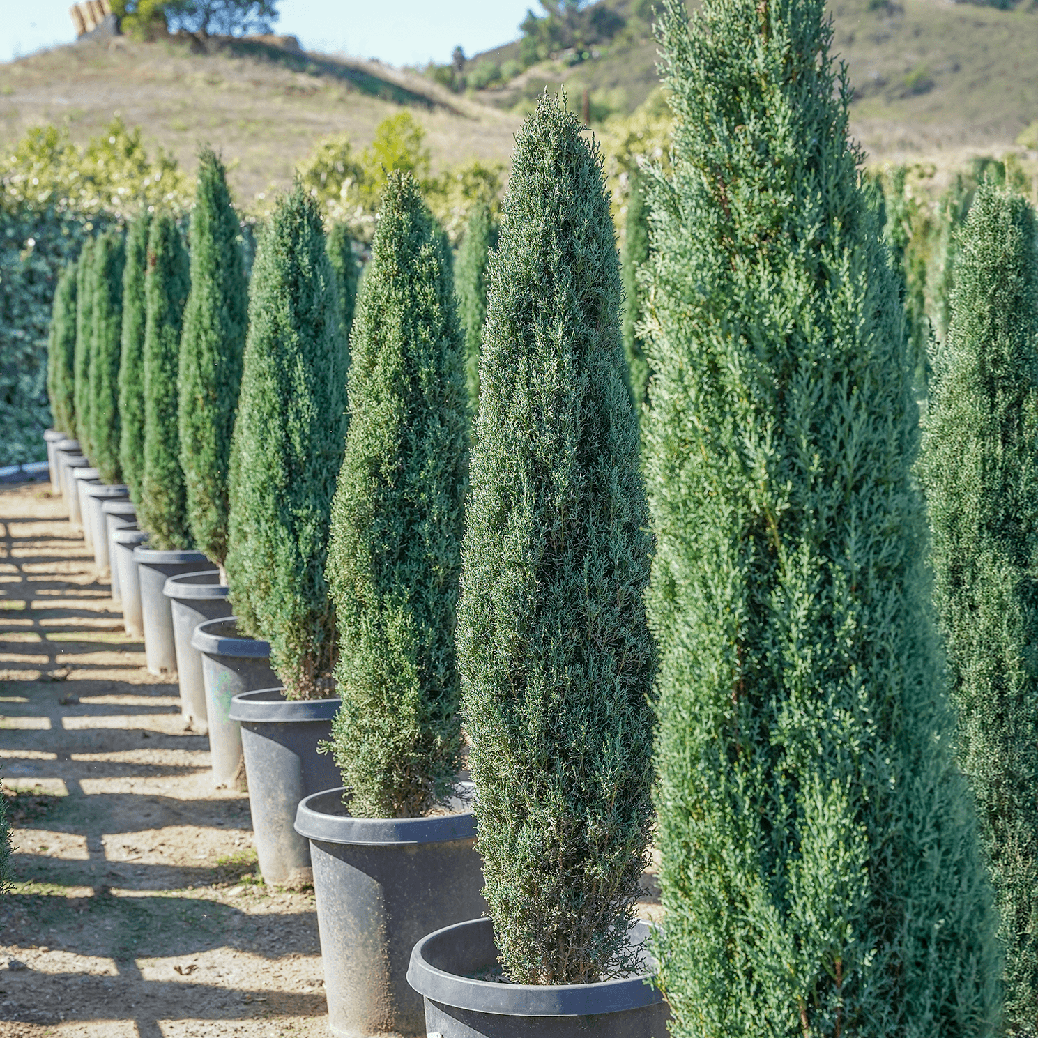 Italian Cypress