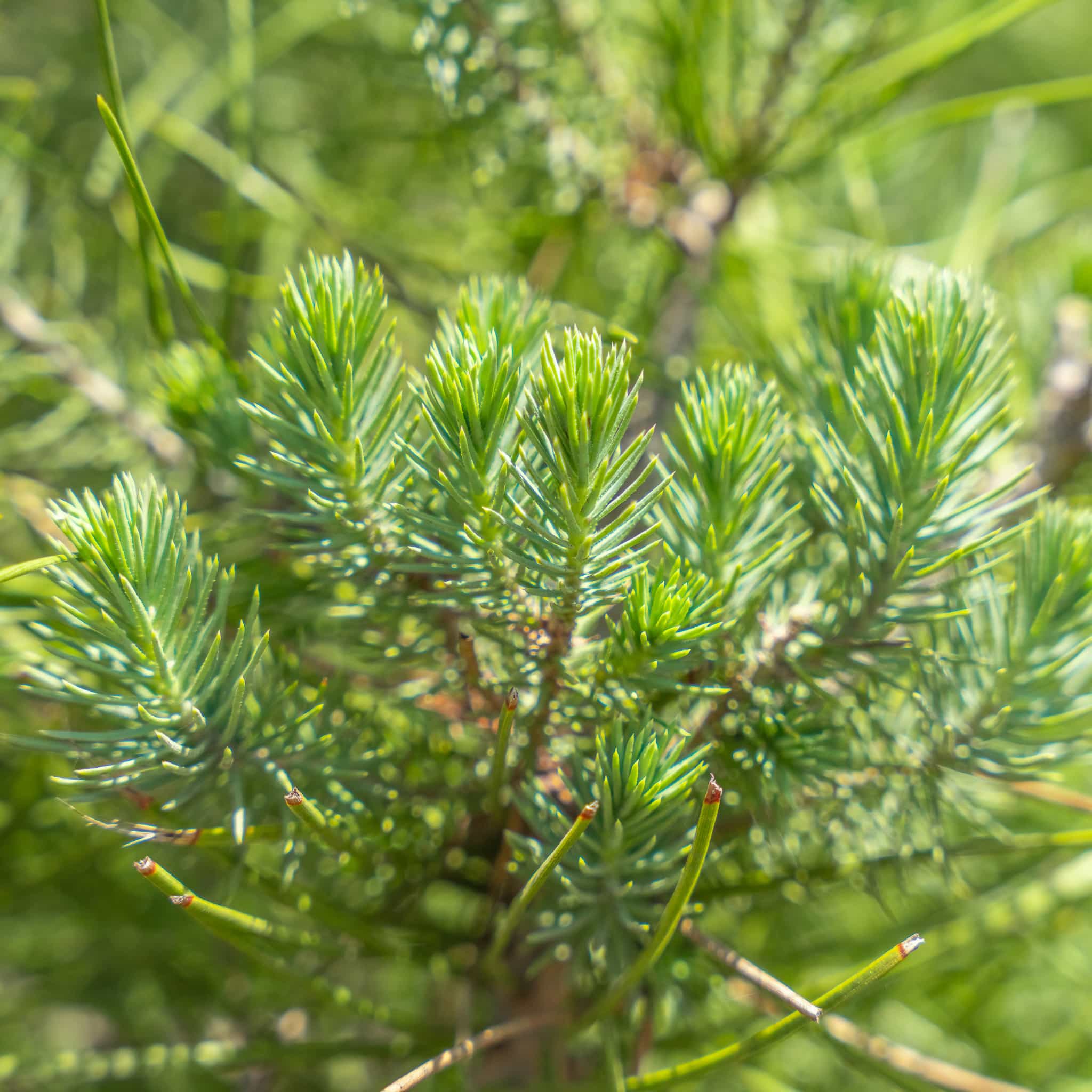 Italian Stone Pine