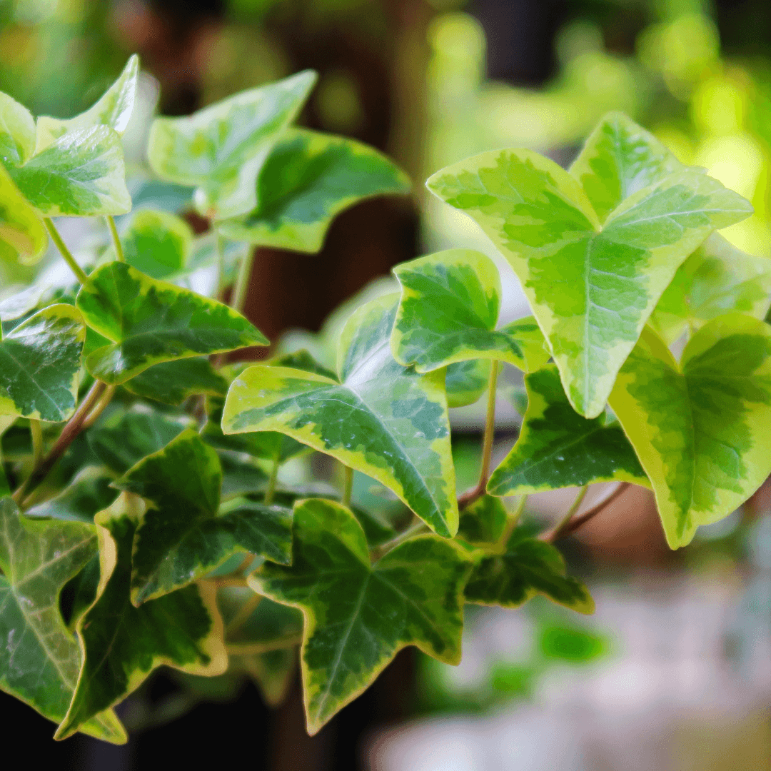 Spreading Green Ivy Plant Potted