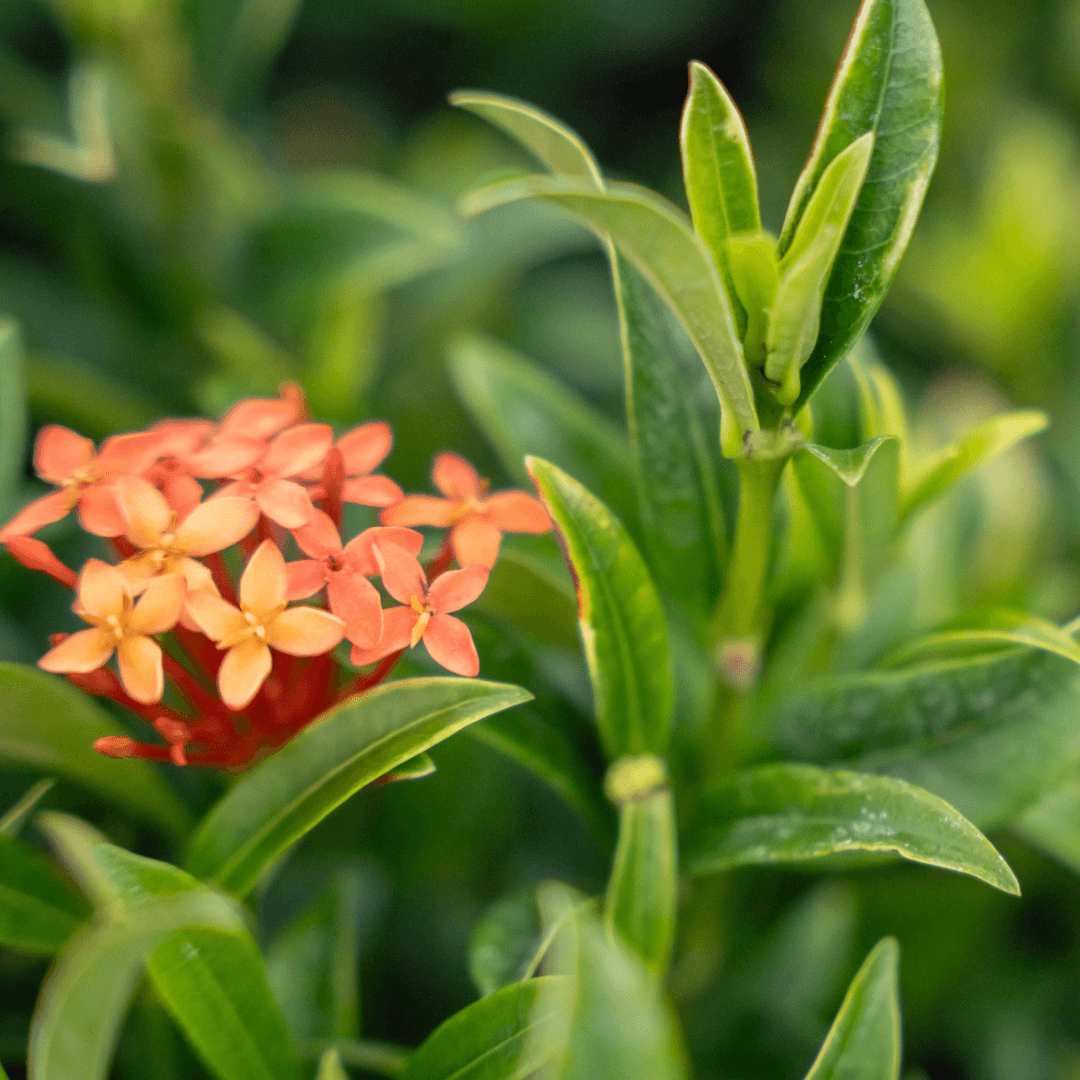 Ixora Close Up