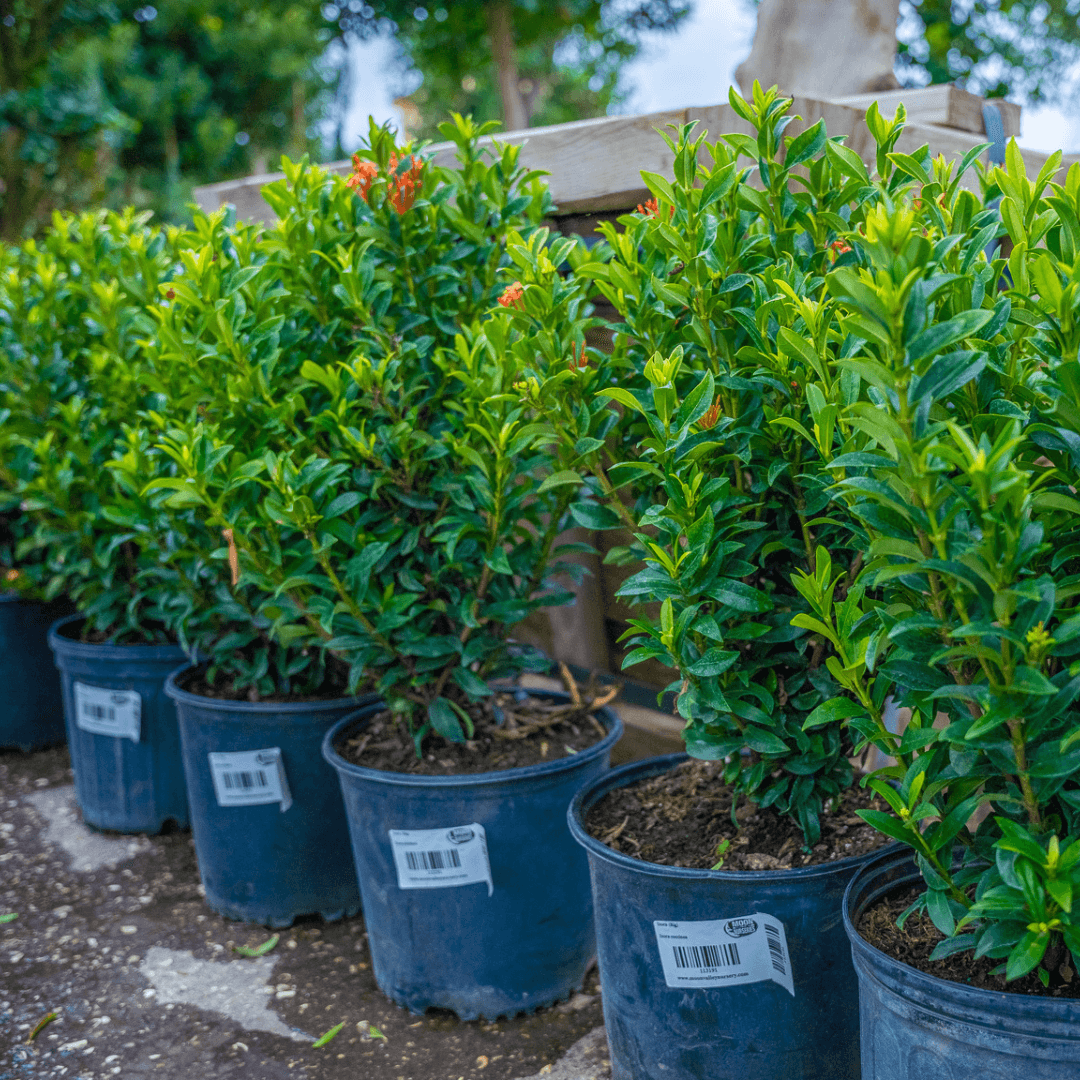 Ixora Shrubs