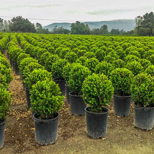 Japanese Boxwood row