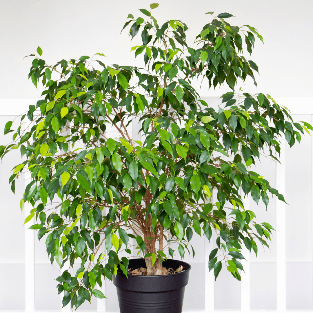 Dense Green Ficus Benjamina Potted