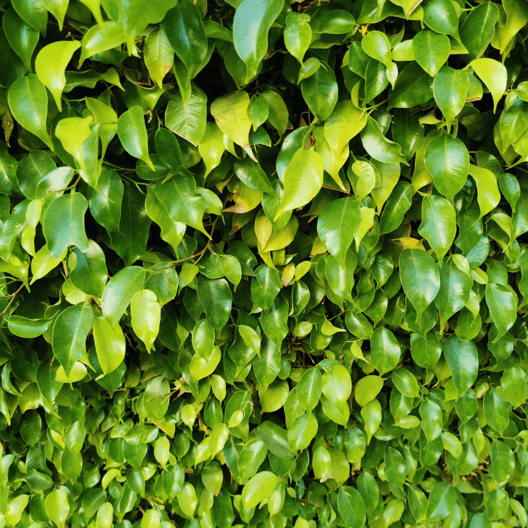 Dense Green Ficus Benjamina Potted