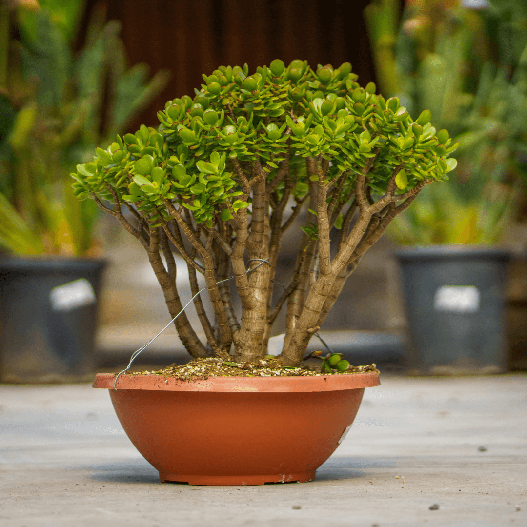 Beautiful Green Jade Plant Potted