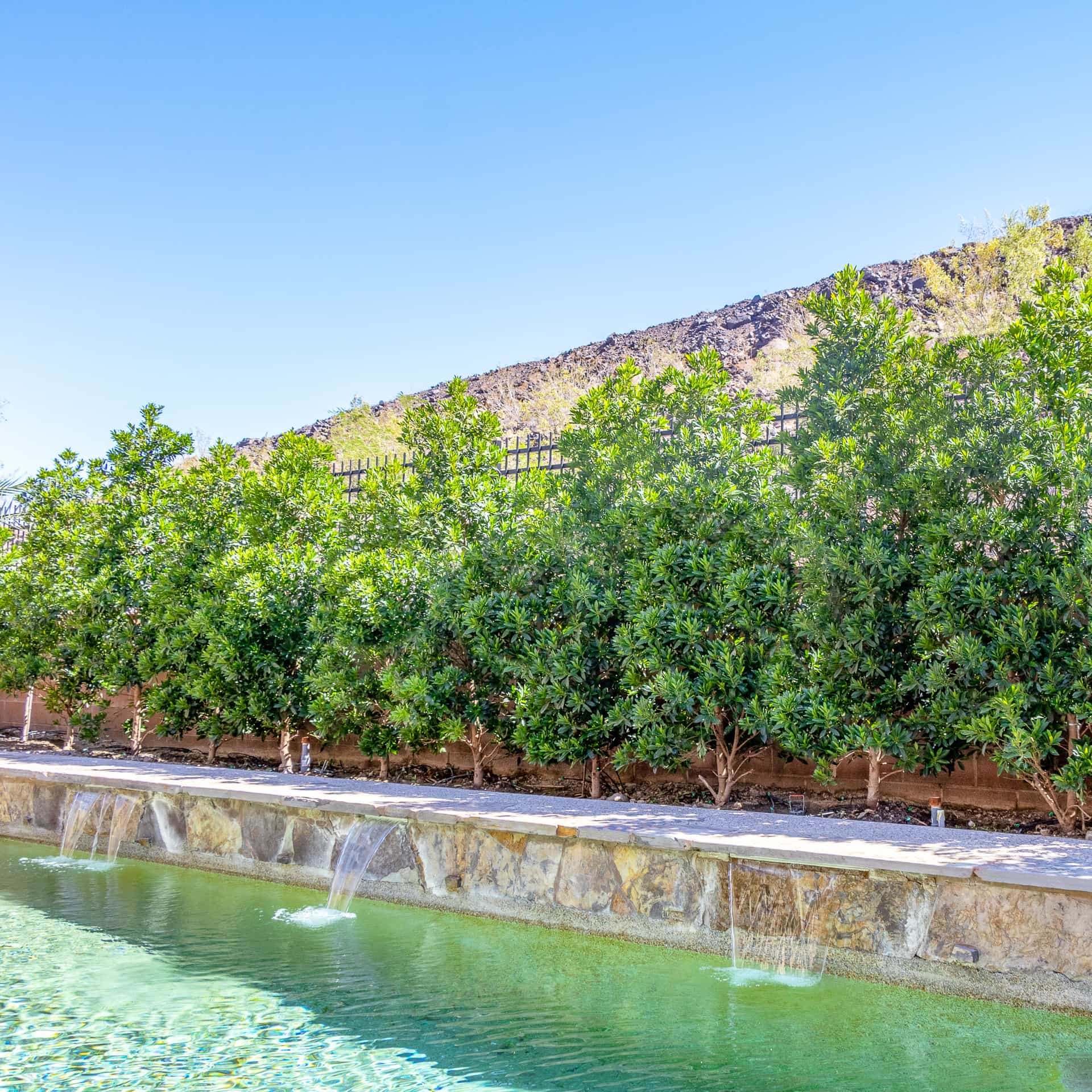 Japanese Blueberry in landscape