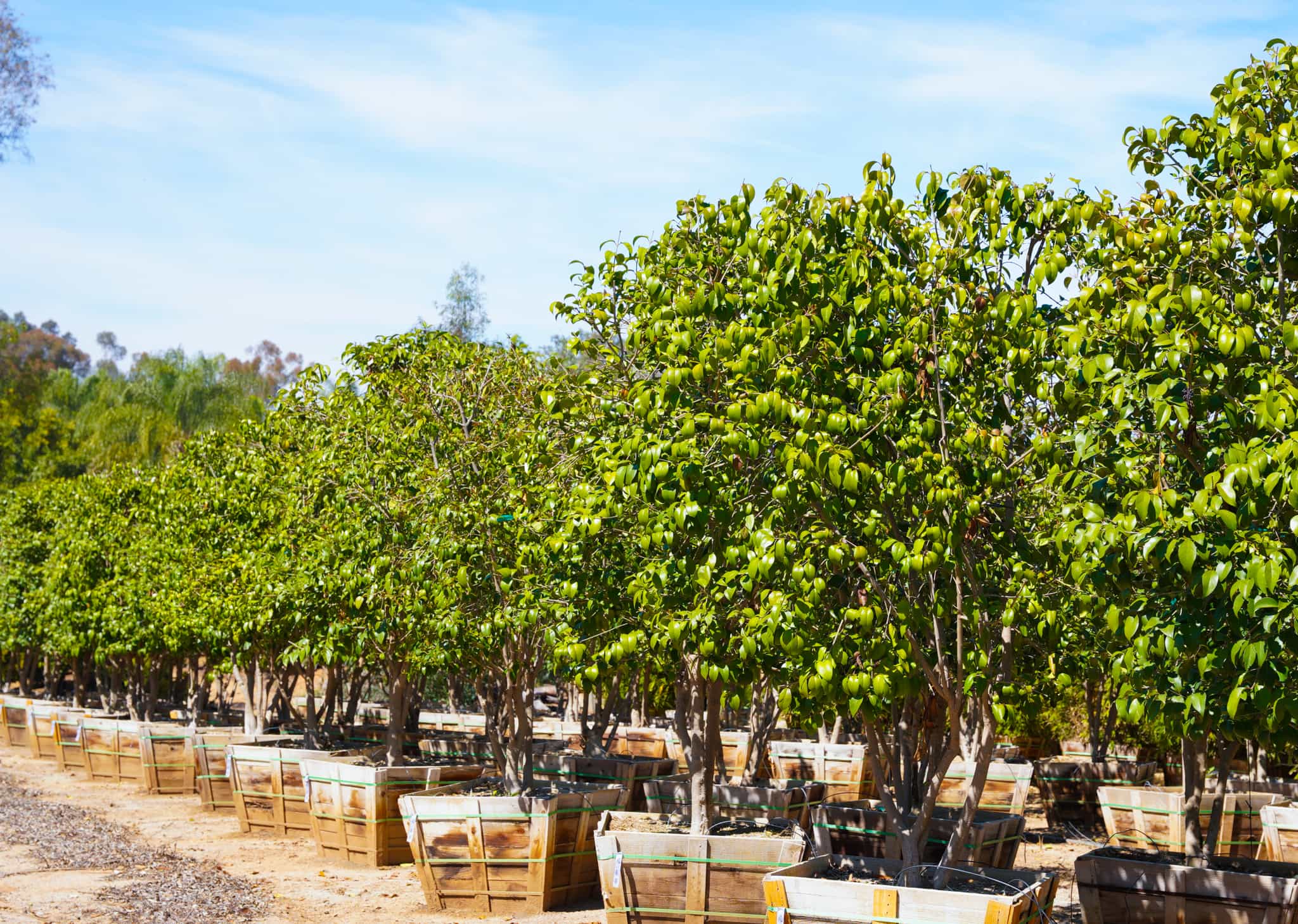 Japanese privet in rows
