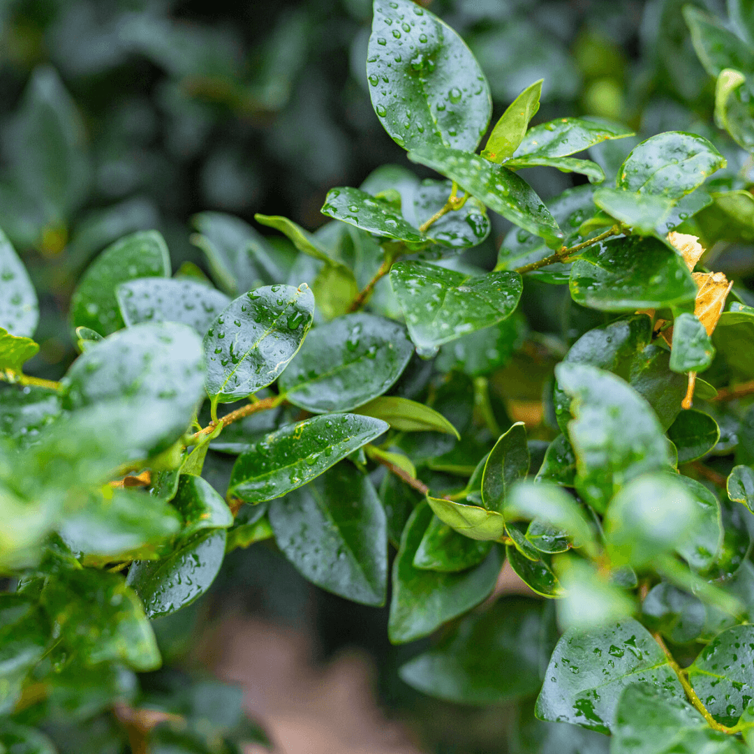 Japanese Privet Foliage Close Up