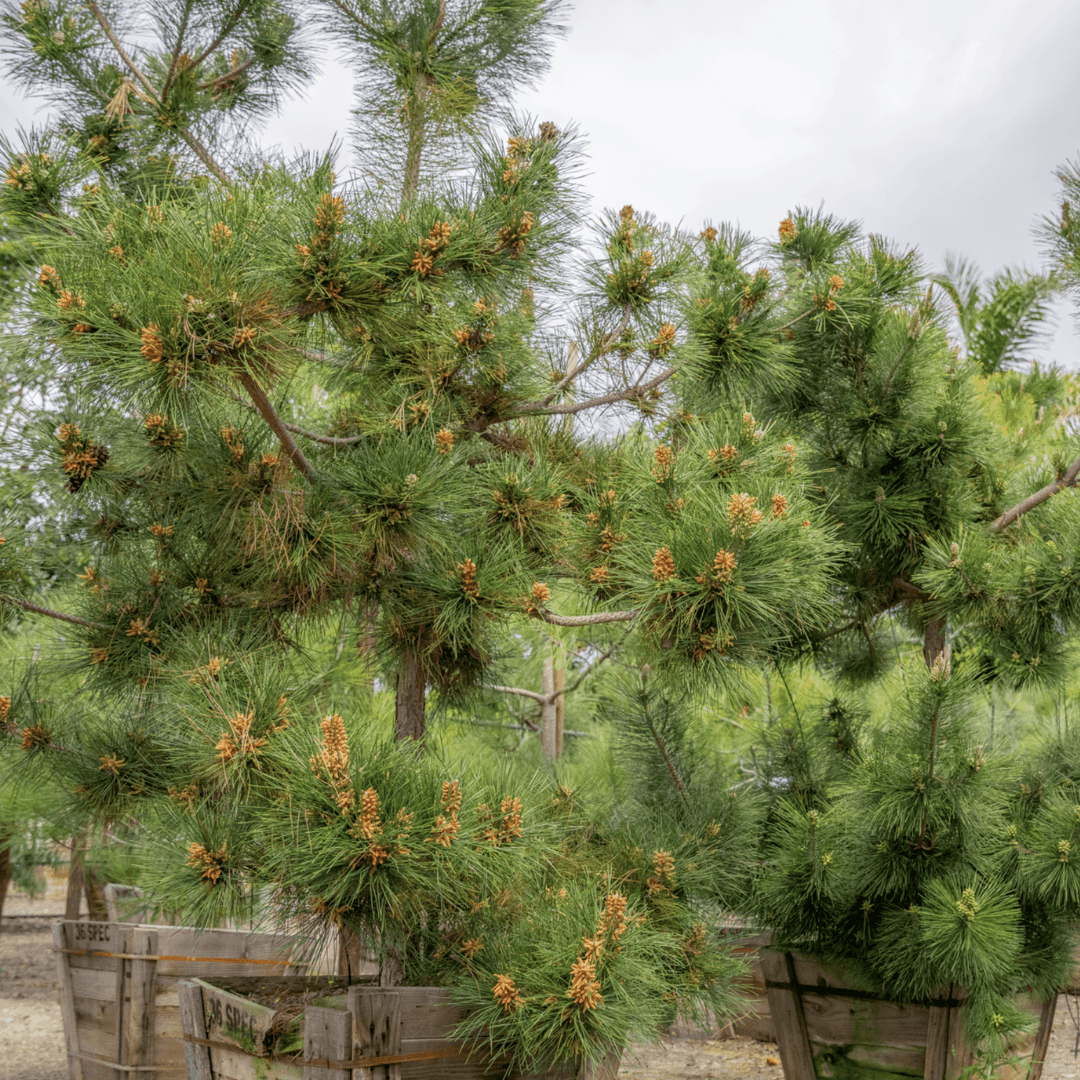 Photo of Black Japanese Pine