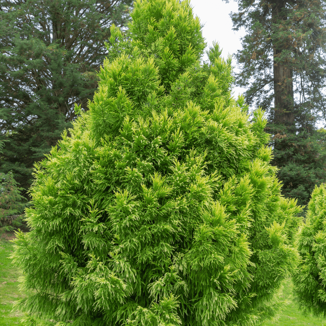 Mature Japanese Cedar Tree Planted