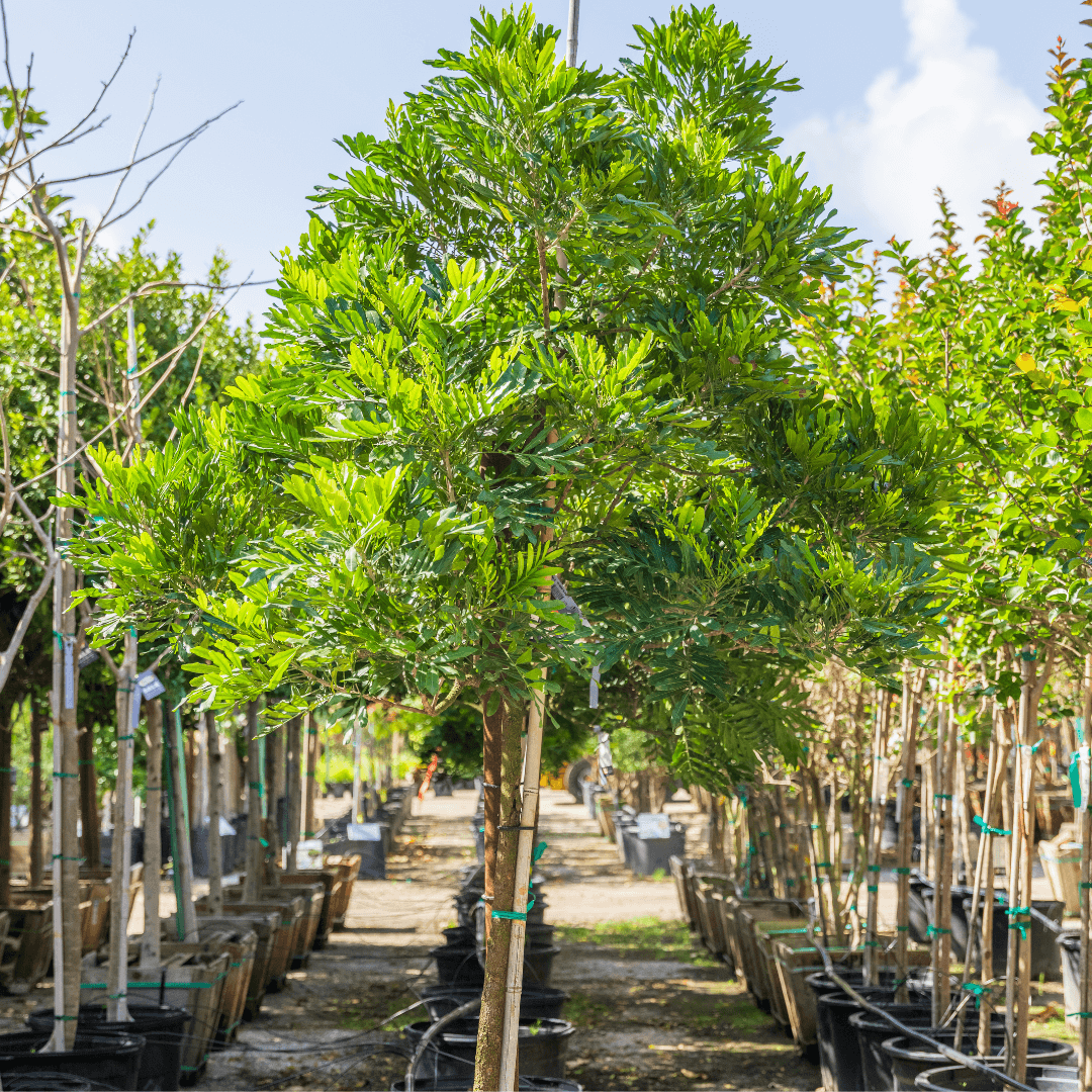 Dense Lush Japanese Fern Tree In Row at Nursery