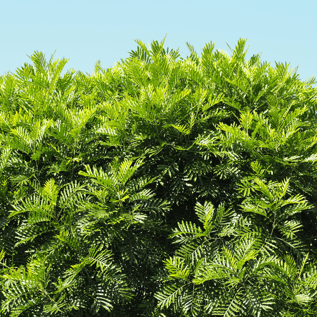Dense Lush Japanese Fern Tree Planted