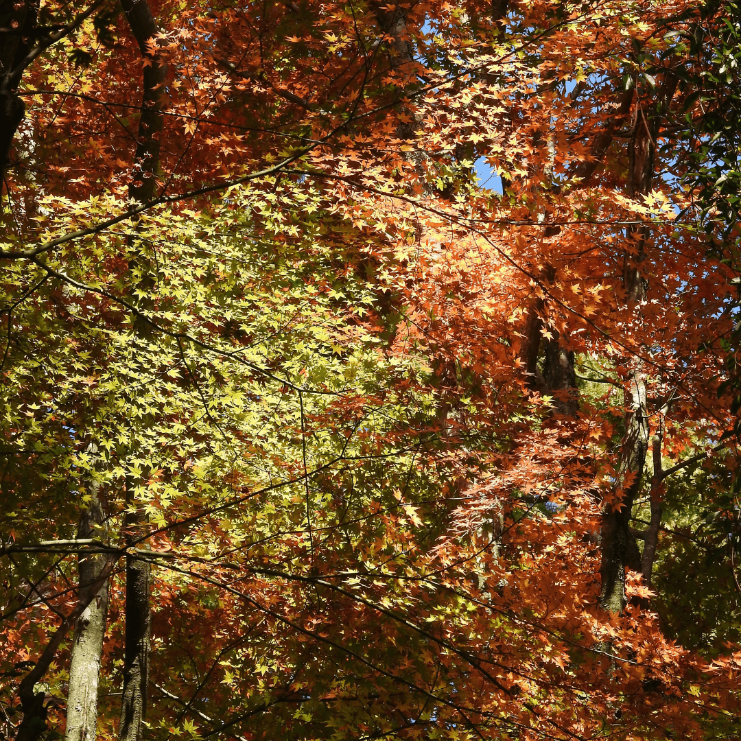 Mature Dense Japanese Maple Orange Flame Tree With Colorful Foliage