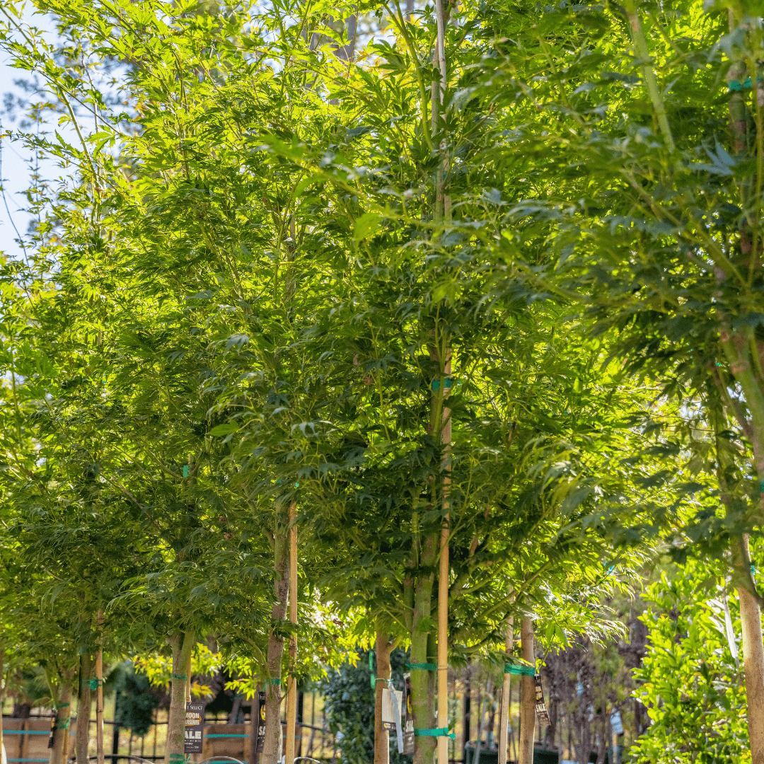 Multiple Mature Japanese Maple Orange Flame Trees in Nursery Aisle