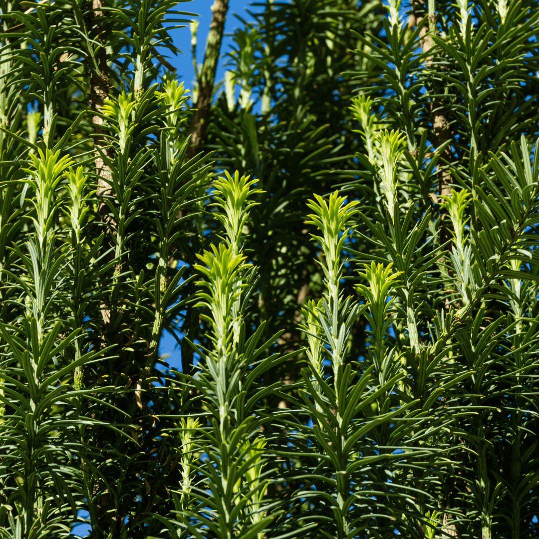 Dense Green Japanese Plum Yew Plant