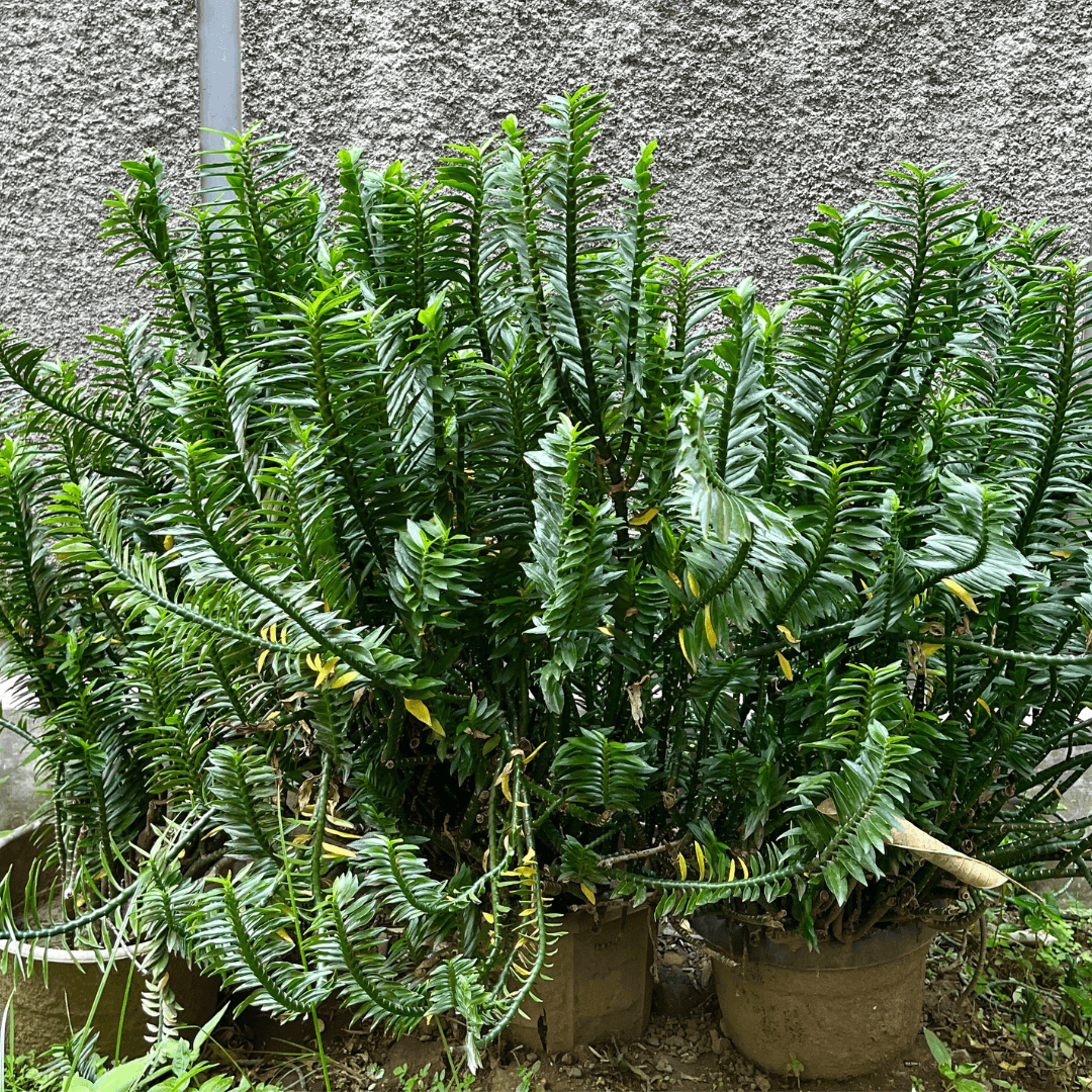 Dense Green Japanese Plum Yew Plants in Pots