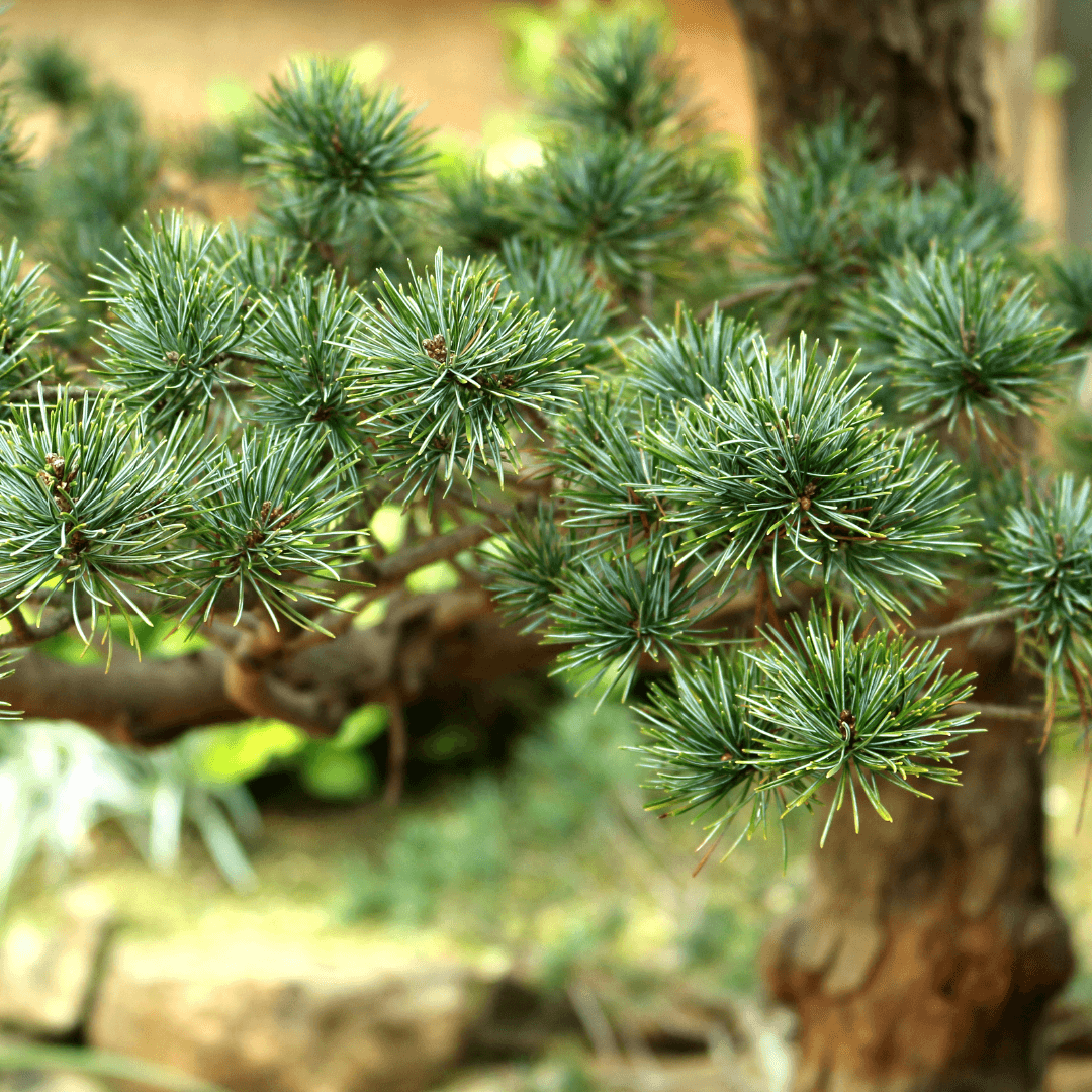Close up Photo of Japanese White Pine Foliage