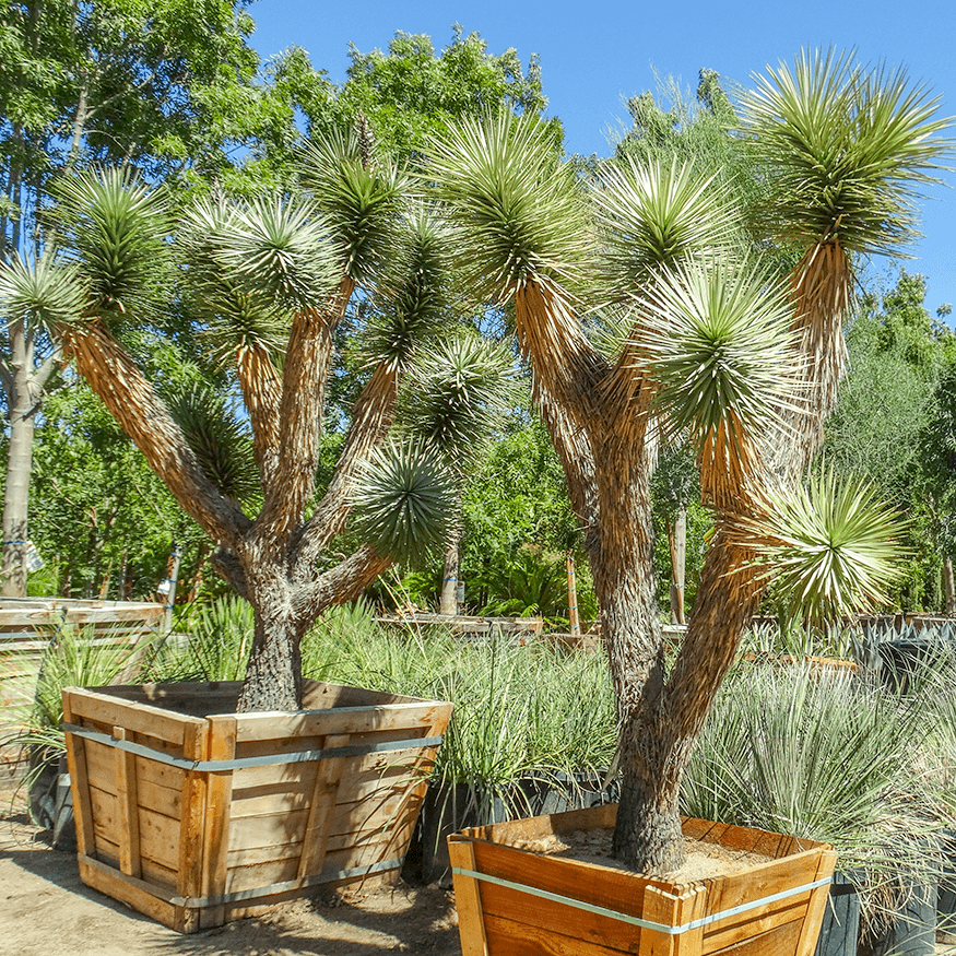 Joshua Tree