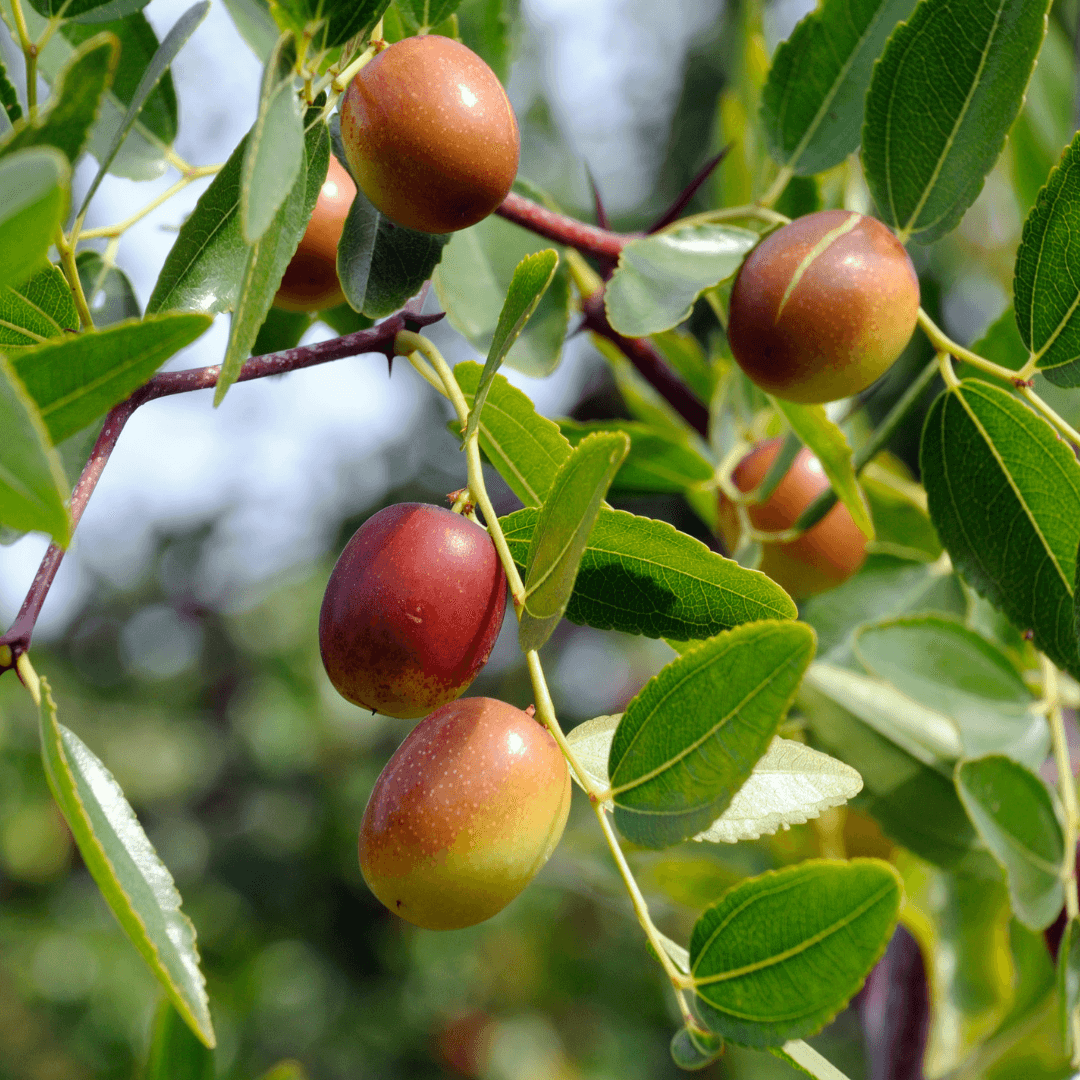 Fruiting Mature Jujube Tree with Close up of Fruit