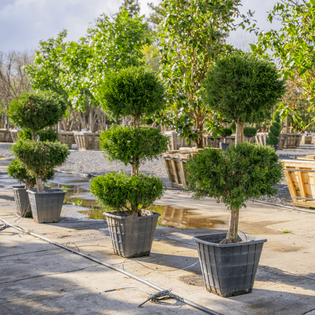 Juniper Trees