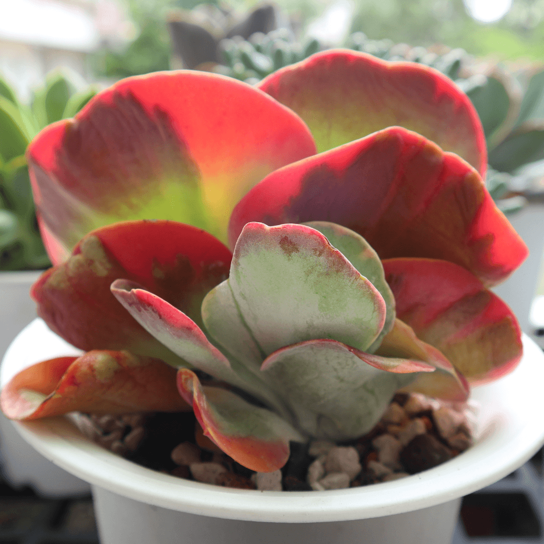 Beautiful Kalanchoe with Color Potted