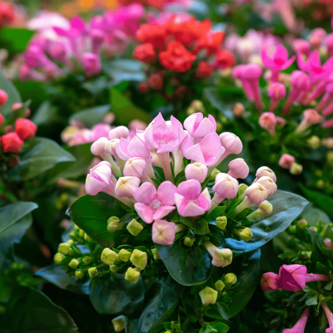 Beautiful Blooming Kalanchoe Plants