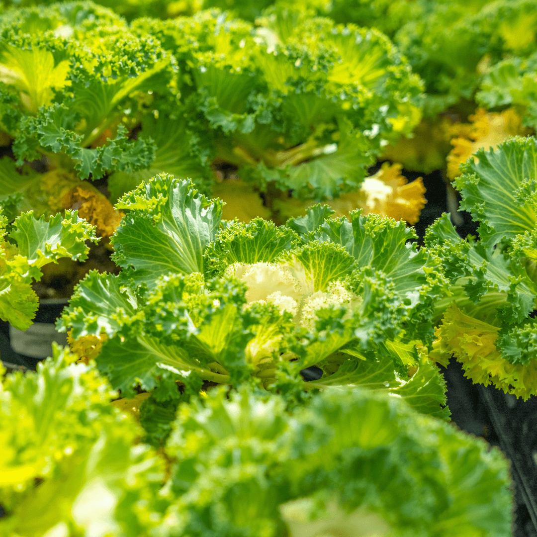 Green Leafy Kale Plant 