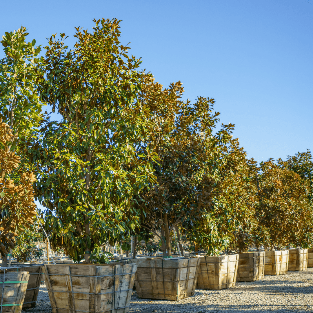 Row of Kay Parris Magnolia at Nursery