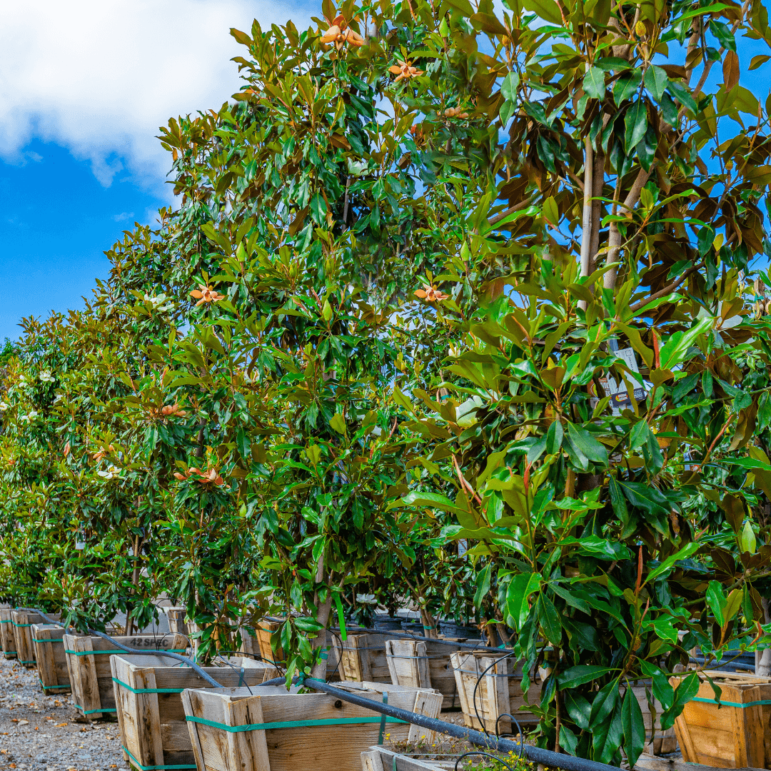 Row of Kay Parris Magnolia at Nursery