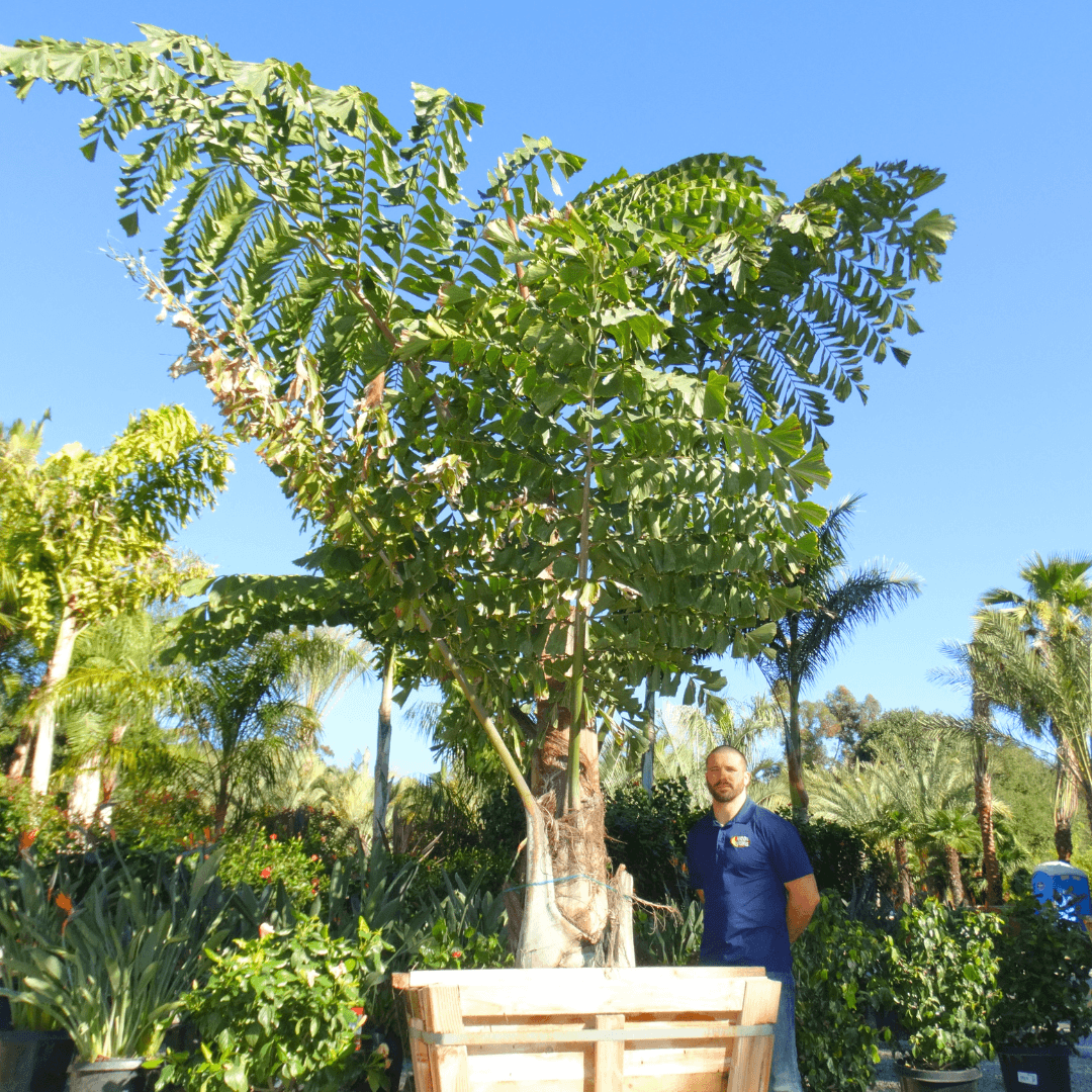 King Kong Fishtail Palm