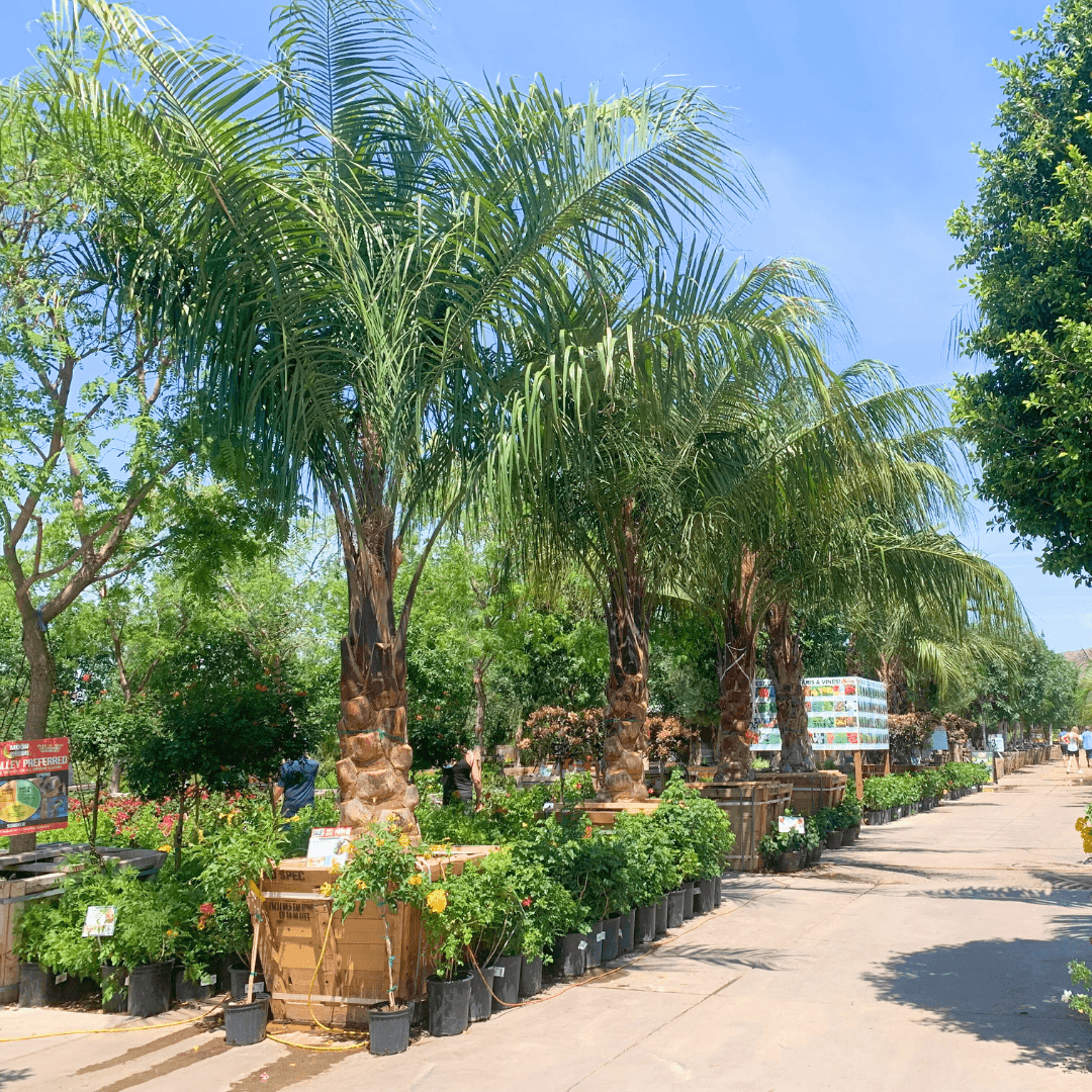 King Piru Mule Palm Row