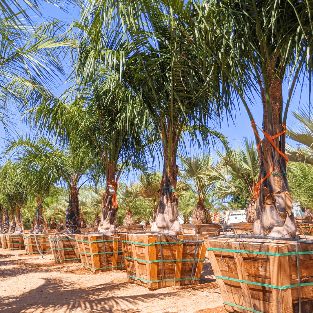 King Piru Mule Palms