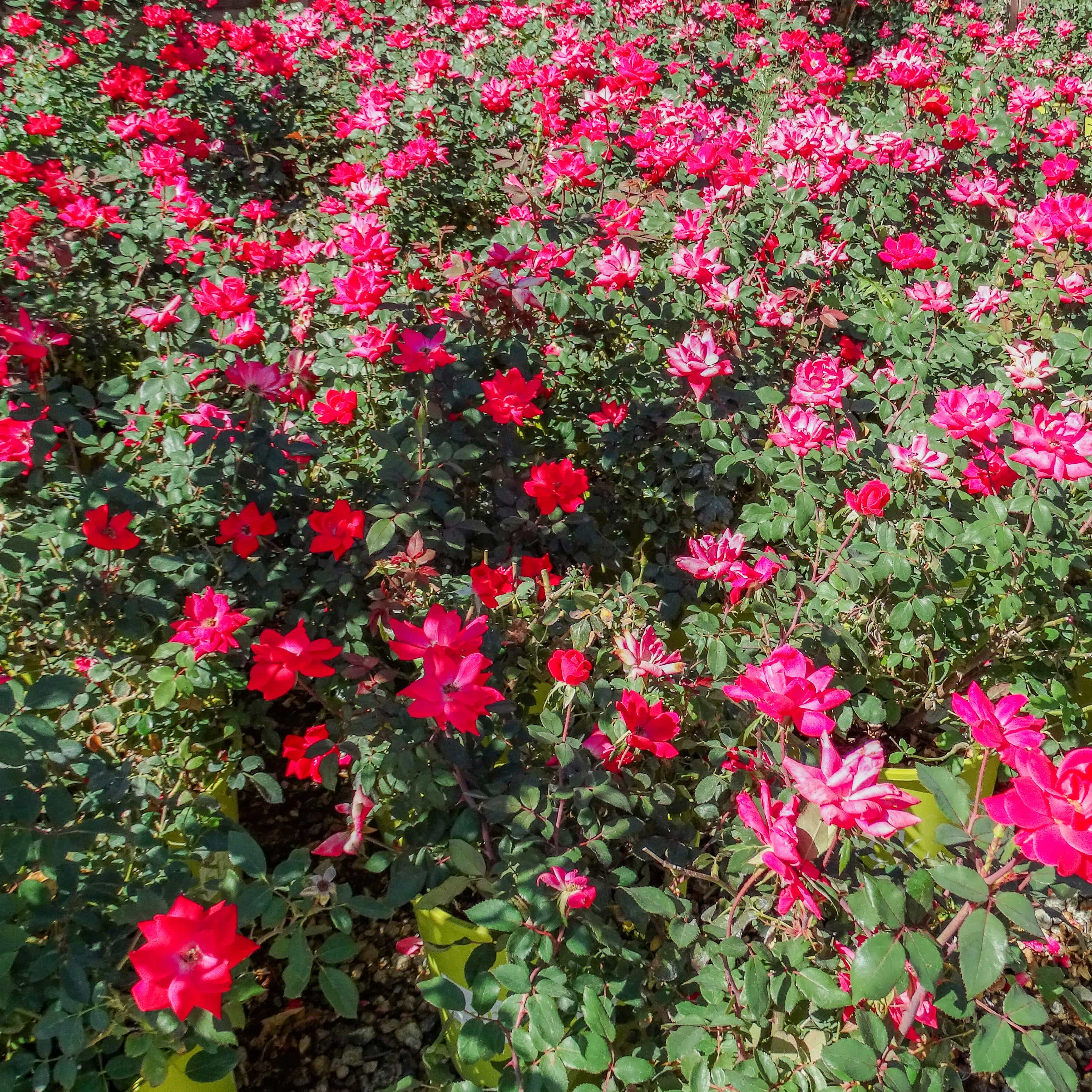 Knockout Roses