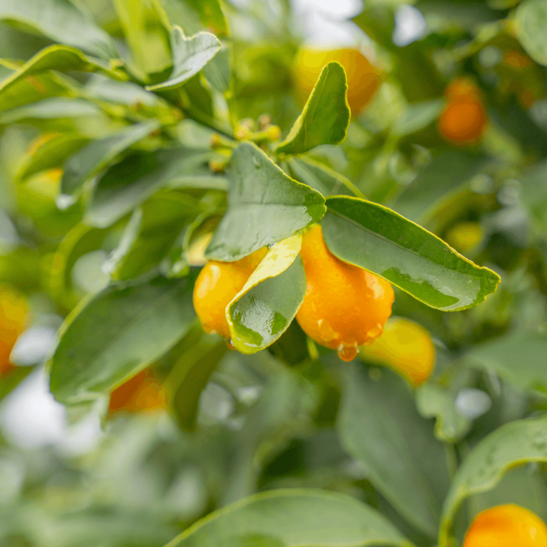 Kumquat Fruit on Tree