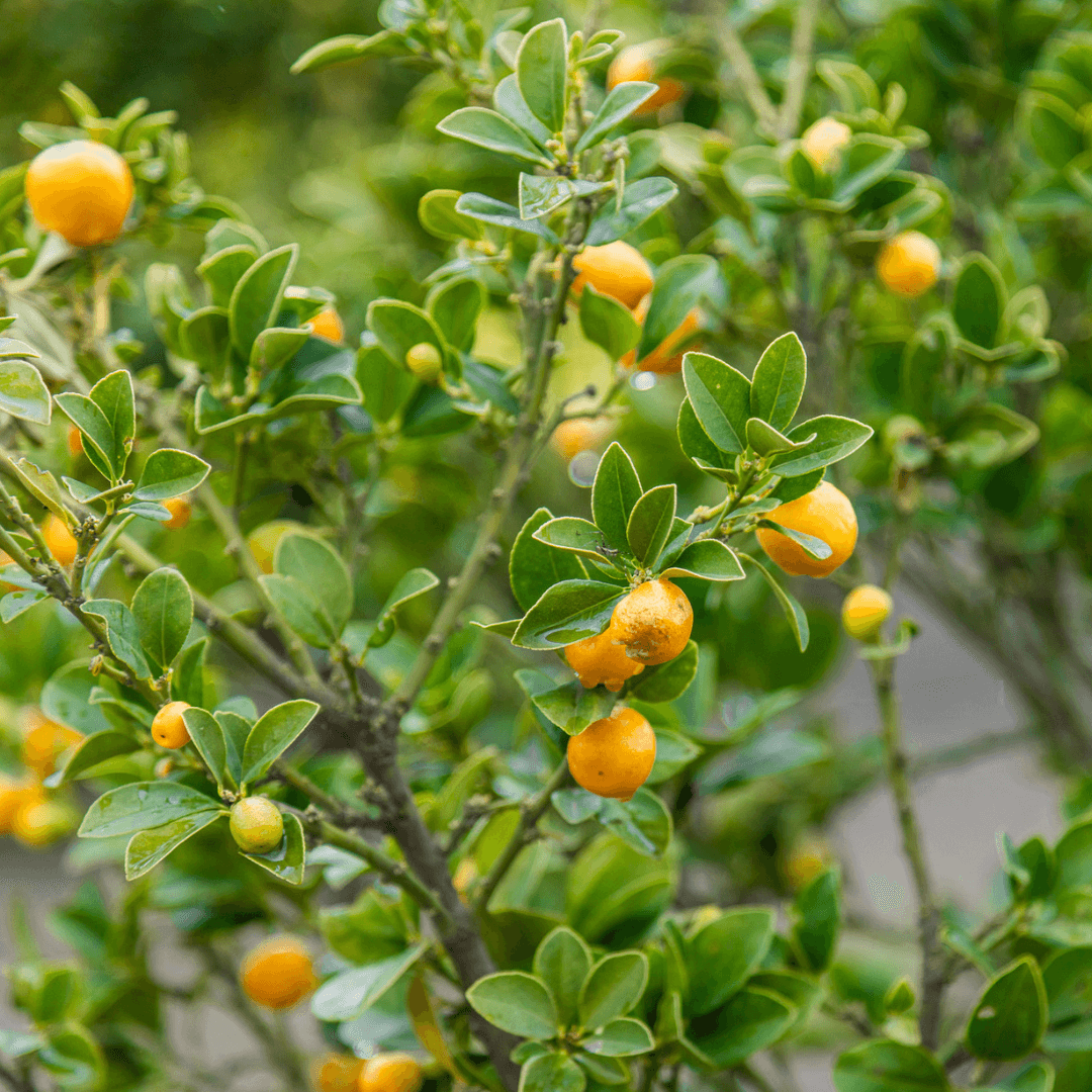 Kumquat Fruit on Tree
