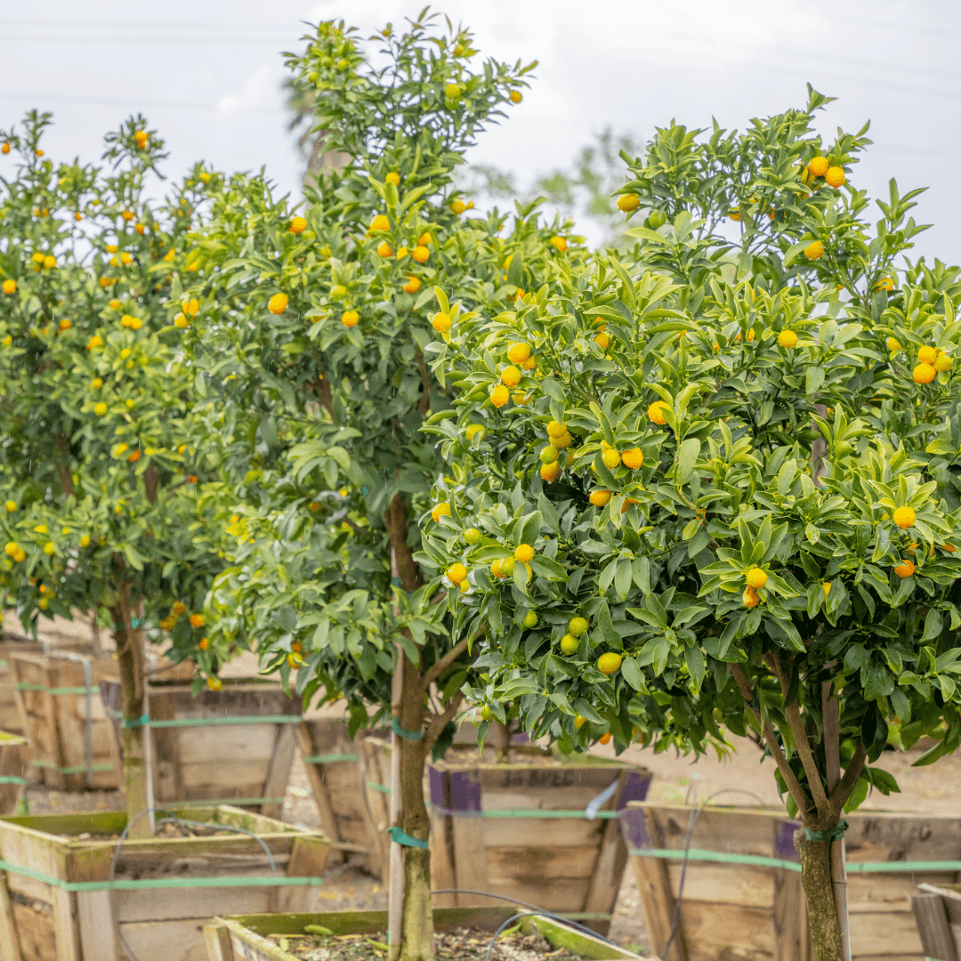Kumquat Trees