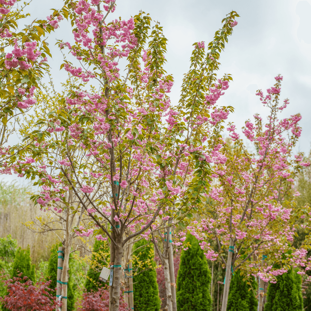 Beautiful Mature Kwanzan Cherry Trees in Nursery Aisle with Pink Flowers