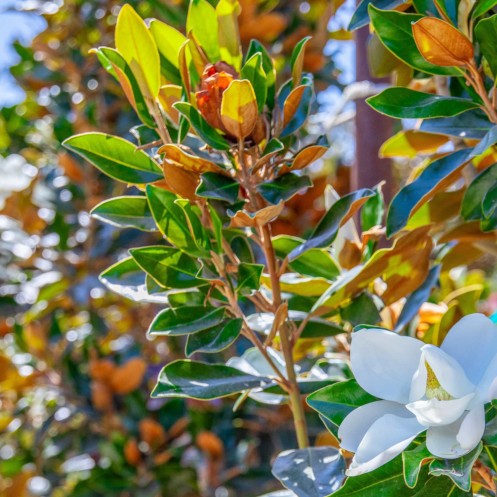 Magnolia Little Gem close up