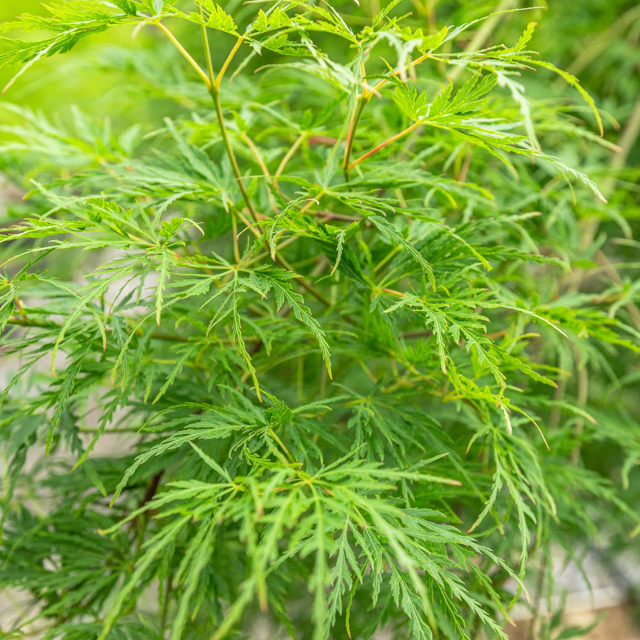 Japanese Maple Laceleaf