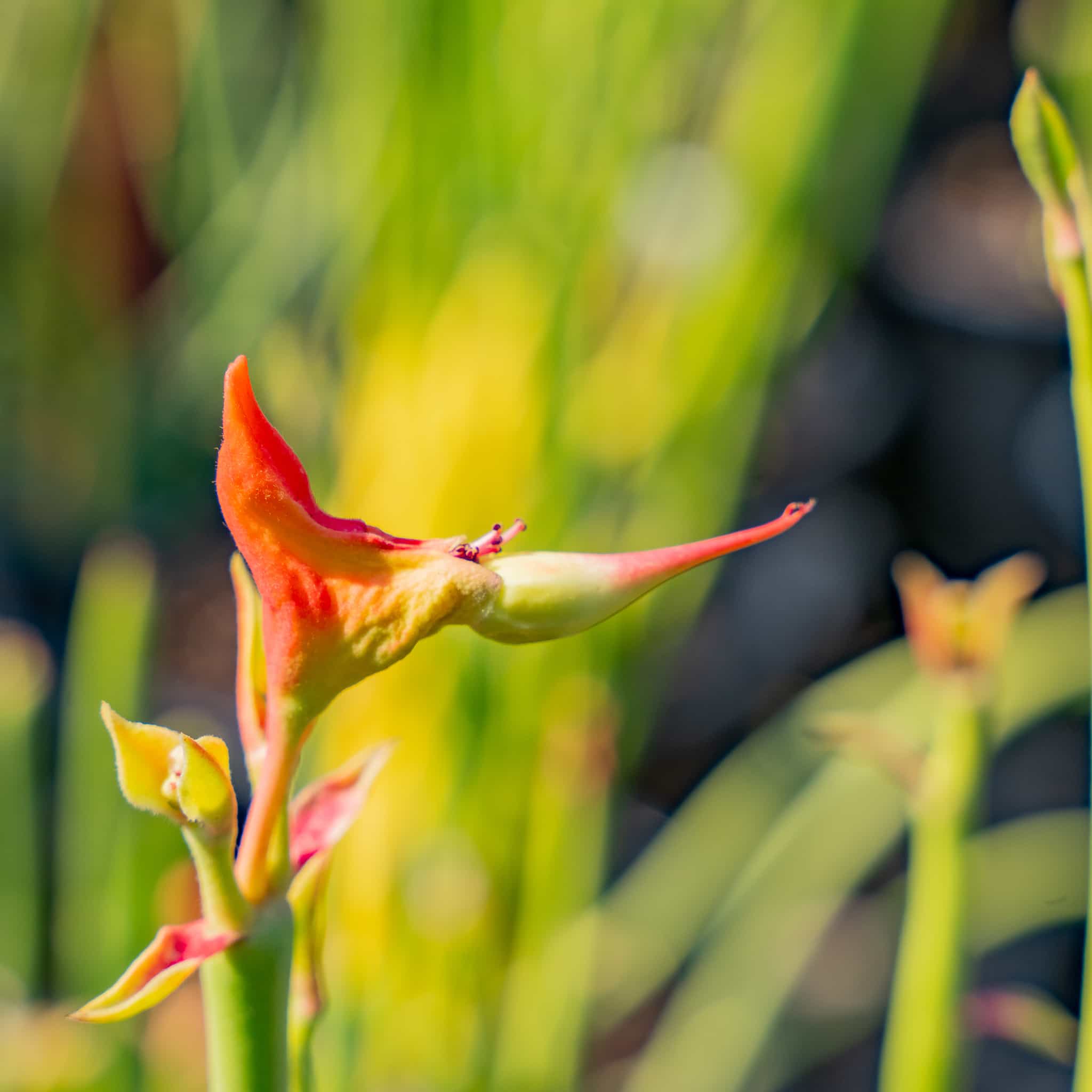 Lady's Slipper