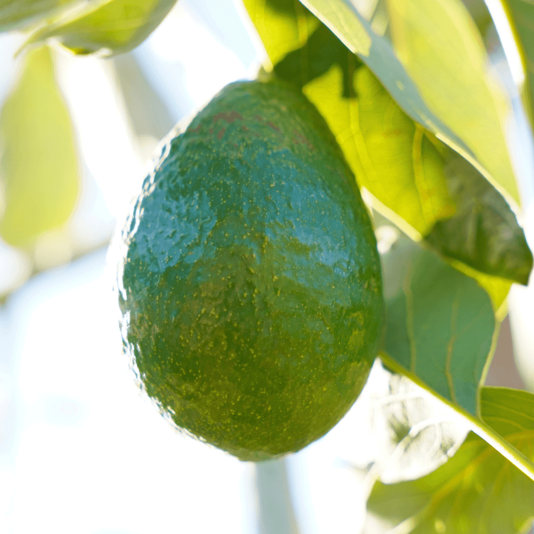 Lamb Hass Avocado
