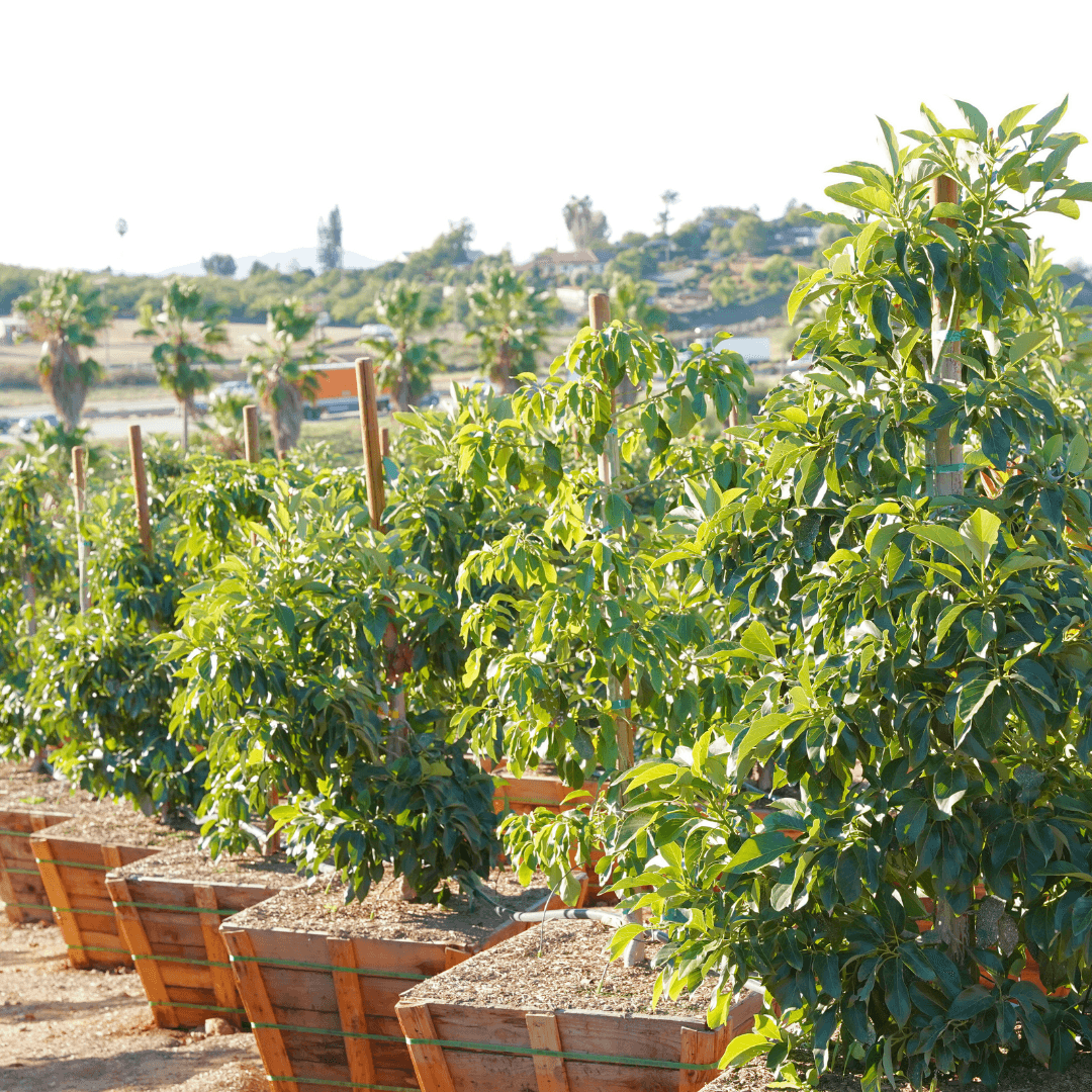 Lamb Hass Avocado Trees
