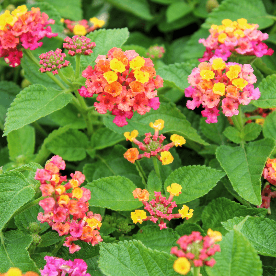 Lantana Flowers