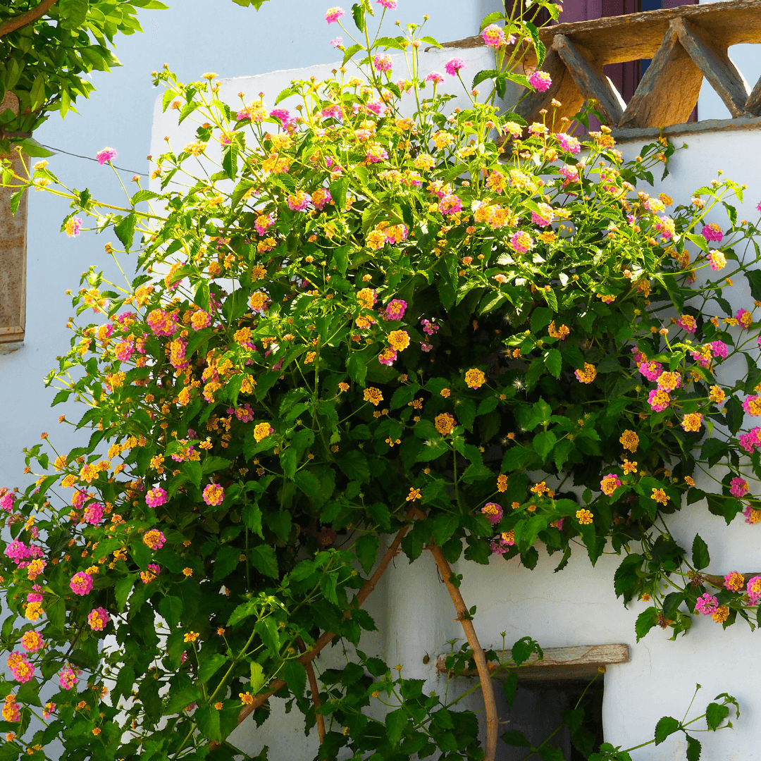 Beautiful Blooming Lantana Tree Planted by Home