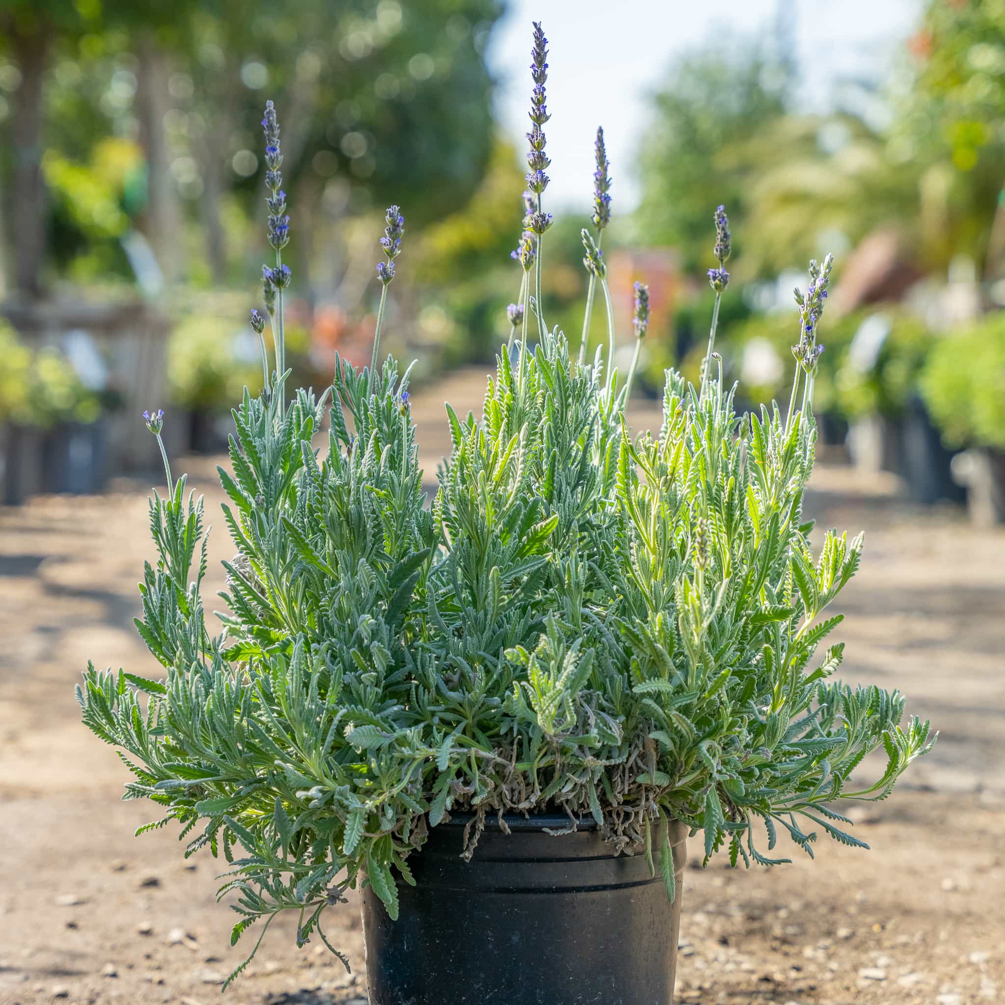 Lavender Spanish 